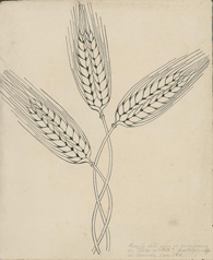 Desenho de espigas de trigo, a tinta da china, da autoria de F. de Lacerda, para os programas musicais de Uma Hora de Arte, 192(?)